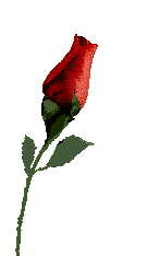 redroseopensfl21.gif